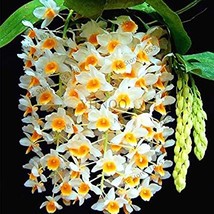 PWO Fresh 100Pcs/Pack, Dendrobium Orchid Flower Bonsai,Ornamental Plant, Mini Po - $6.90