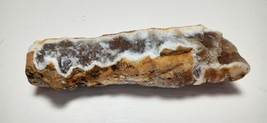 Agatized Tampa Bay Fossil Horn Coral End Polished Specimen - £22.78 GBP