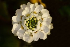 250 Empress White Candytuft Rocket Flower Seeds Iberis Amara Medicinal Plant - £4.76 GBP