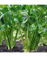 KKG Tall Utah 5270 Celery Seeds Variety Size Fresh Garden - $10.79 CAD