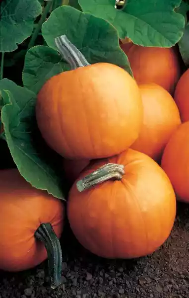 20 Orange Smoothie Pumpkin Seeds For Planting Cute Little Pumpkins Usa Seller - £14.81 GBP