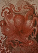 Wall Art Print 19th C Octopus in the Sea 39x54 54x39 Coral Pink Linen U - £479.68 GBP