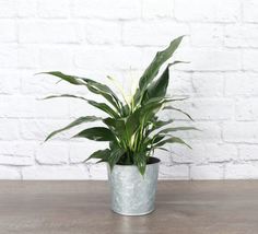 1 Pcs Peace Lily - Metal Pot - 4&quot; Diameter Plant - Live Houseplant - £43.44 GBP
