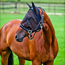 Airflow  FABRIC FLEECE MESH FLY MASK SPANDEX BLACK 73243 - €12,73 EUR+