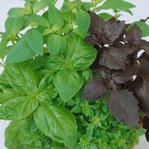  Basil seeds mixed - (Culinary Blend) NON-GMO, Heirloom Seeds USA 250++S... - £7.99 GBP