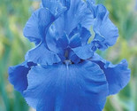 Iris Flower Seeds Garden   Plants Bearded Iris 25 Seeds Non Gmo / Ts - £5.24 GBP