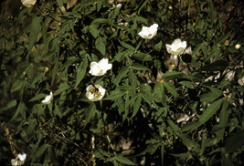 Gossypium Thurberi Hardy Desert Cotton Shrub Seeds Fresh Garden USA SELLER - £15.56 GBP