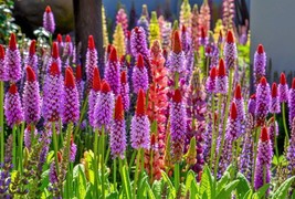 KKG 20 Orchid Primrose Primula Vialii Red Hot Poker Pink Purple Shade Fr... - $8.89