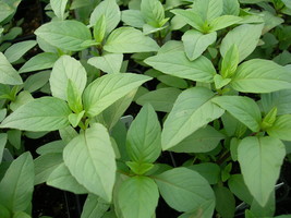 Lime Basil Seeds Hoary Basil Variety Size Packets Fresh Fast Shipping - $3.98