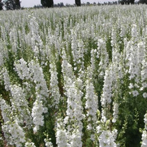 THJAR 250 White Delphinium Rocket Larkspur Flower Seeds ajacis - $3.98