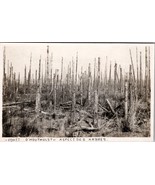 Belgium Houlthoust The Forest WW1 Destruction Real Photo Postcard Y17 - £23.66 GBP