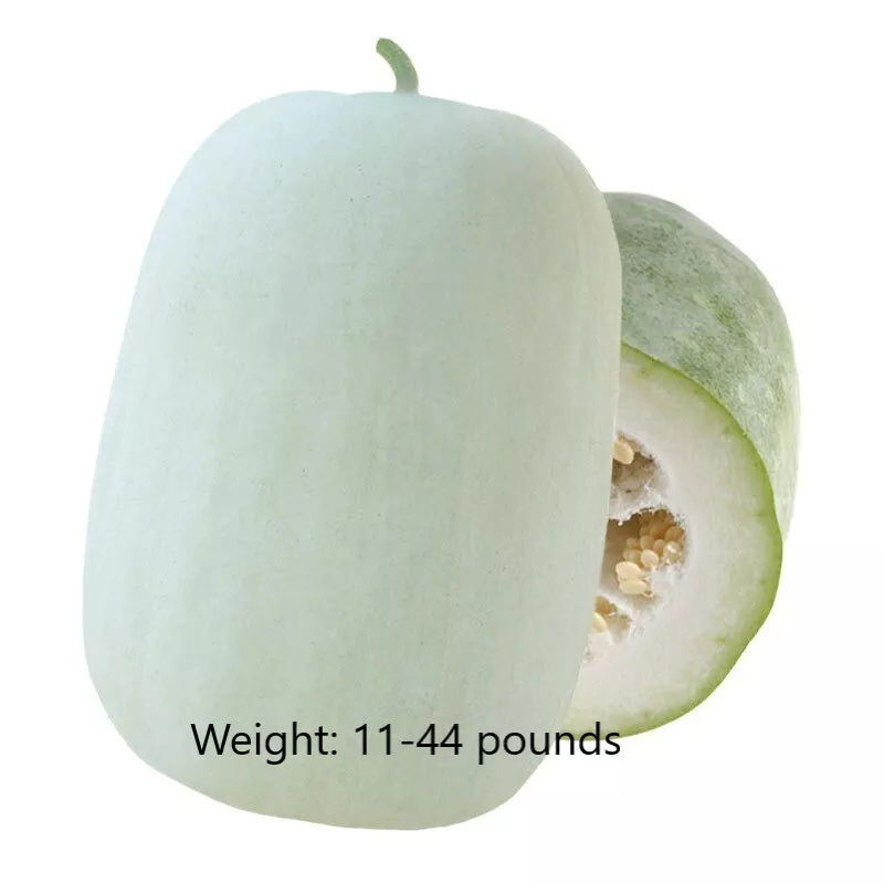 50pcs+ Wax Gourd Seeds, White Ash Gourd Seeds, Winter Melon Seeds, ???? - $8.34