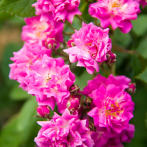 Rose Heirloom Climbing Flower - 50 Seeds - $5.96