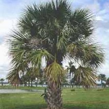 10 Hardy Sabal Palm Tree Cabbage Palmetto Flower Seeds US Fast Shipping - $269.95 MXN