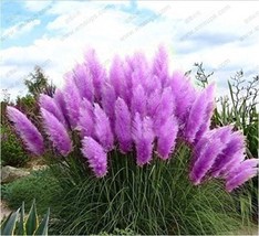 500 Seeds Purple Pampas Grass Seeds Beautiful - $7.11