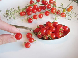 World's Smallest Tomato 25 - 2000 Seeds - Dwarf Red Currant Productive heirloom - $1.94+