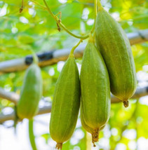 US Seller 20 Seeds Gourd Luffa Vegetable Sponge Dishcloth Luffa Cylindrica - £8.39 GBP