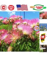 Easy-Germinating 30 Mimosa Tree Seeds – Heat and Drought Tolerant Varieties - $21.25 CAD