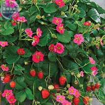 Pikan Strawberry Seeds, 100 Seeds, Professional Pack, red fruits pink flowers E4 - £3.59 GBP