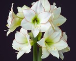 Gorgeous Clivia Flower, 100 Seeds D - $56.12