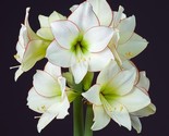 Gorgeous Clivia Flower, 100 Seeds D - $62.35