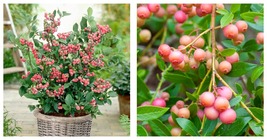 1 Blueberry Pink Lemonade Potted Plant Clearance  - $54.99