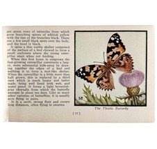 The Thistle Butterfly 1934 Butterflies Of America Antique Insect Art PCB... - $19.99