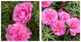 400 seeds Moss Rose- Portulaca- Pink Seeds Fresh Garden Seeds - $21.99