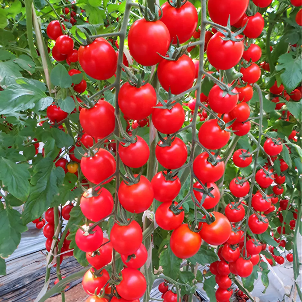 US Seller Blossom Cascade 5 Bags (100 Seeds/Bag) Waterfall Tomato Seeds ... - £11.02 GBP