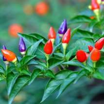 Garden Ornamental Hot Pepper - 50 Seeds - £4.88 GBP