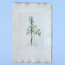 Edwards Botanical Print Engraving 1800s Plate 28 Lolium Temulentum 02711 - £17.25 GBP