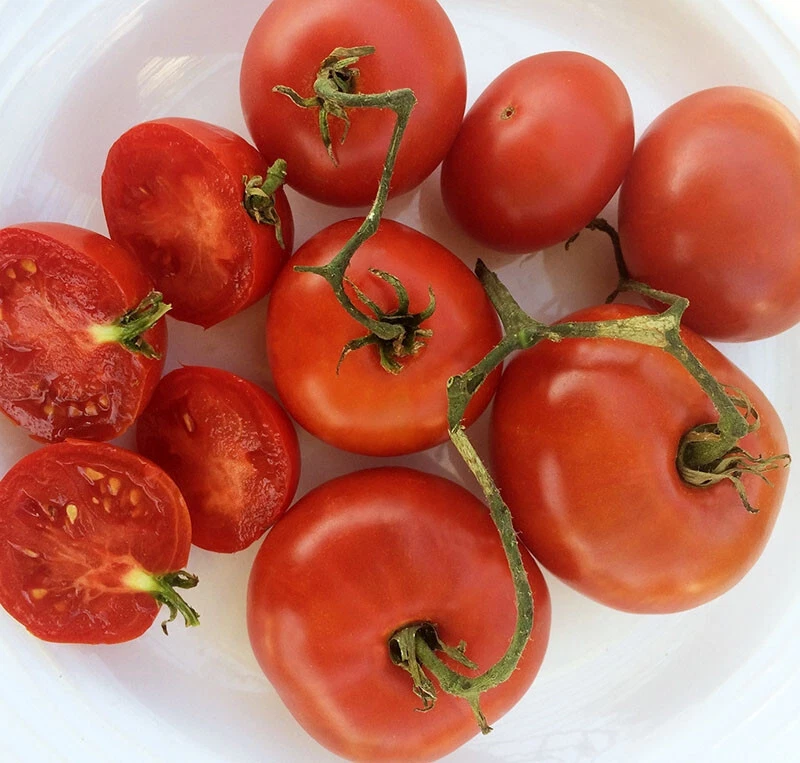 50 Seeds Bison Tomato Juicy Tomatoe Vegetable Garden Edible Food - $13.08 CAD