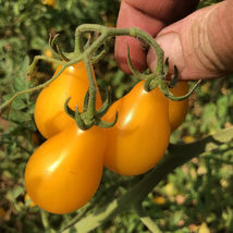 50 Seeds Yellow Pear Tomato Vegetable Garden - £7.42 GBP