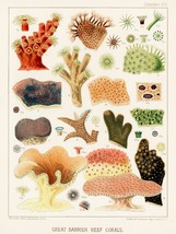 12788.Poster print.Room Wall design.1893 Great Barrier Australian Reef Map.Coral - £12.71 GBP+