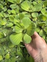 MEMORIAL DAY SPECIAL (30) Water Lettuce Koi Pond Floating Plants Rid Alg... - $70.00