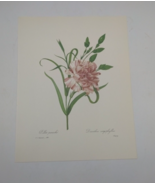 P J Redoute Beautiful Flowers Carnation Botanical Art Print Book Plate 88 - $11.86