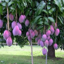 Grafted Mango Palmer ( Manglifera ) Tropical Live Fruit Tree 2’-3’ feet - £104.30 GBP