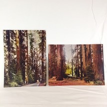 2 California Giant Redwood Forests Autumn Color Postcards Old Vintage Jumbo Card - £13.22 GBP