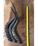 3 Impala Horns, African Antelope Horns - Size Approx 20&quot; (measured strai... - $76.23