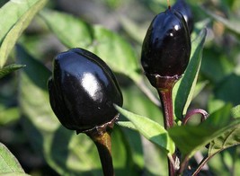 20 seeds Hot Chilli Pepper - Black Olive Seeds, organic ornamental veget... - £7.94 GBP