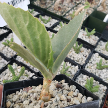cactus Cyphostemma juttae Cacti Succulent real live plant - £40.73 GBP