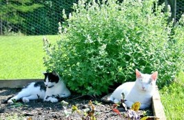 501 Catnip Seeds Cat Sedative Herbal Flymosquito Repellent Containersgarden - $11.25