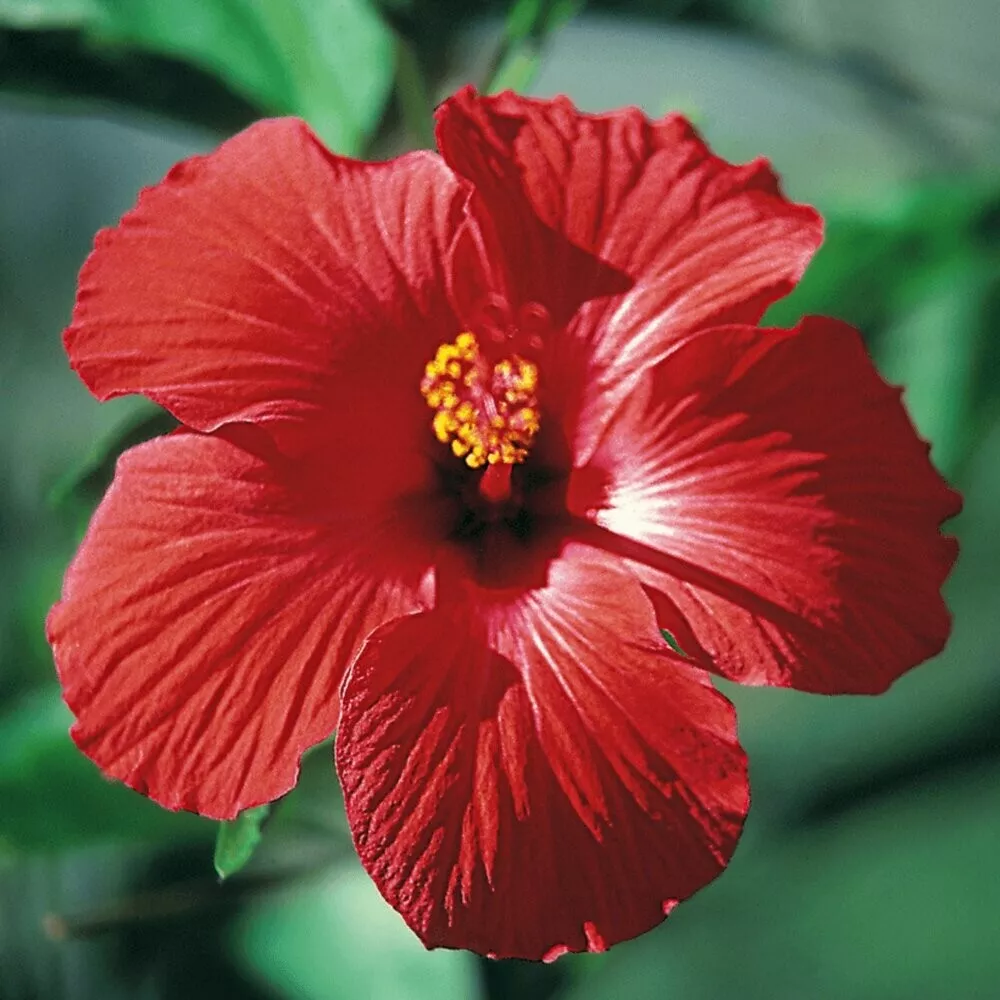 Red/Pink/White Hibiscus: Beautiful, Hardy Perennials  100+ Seeds - $8.98