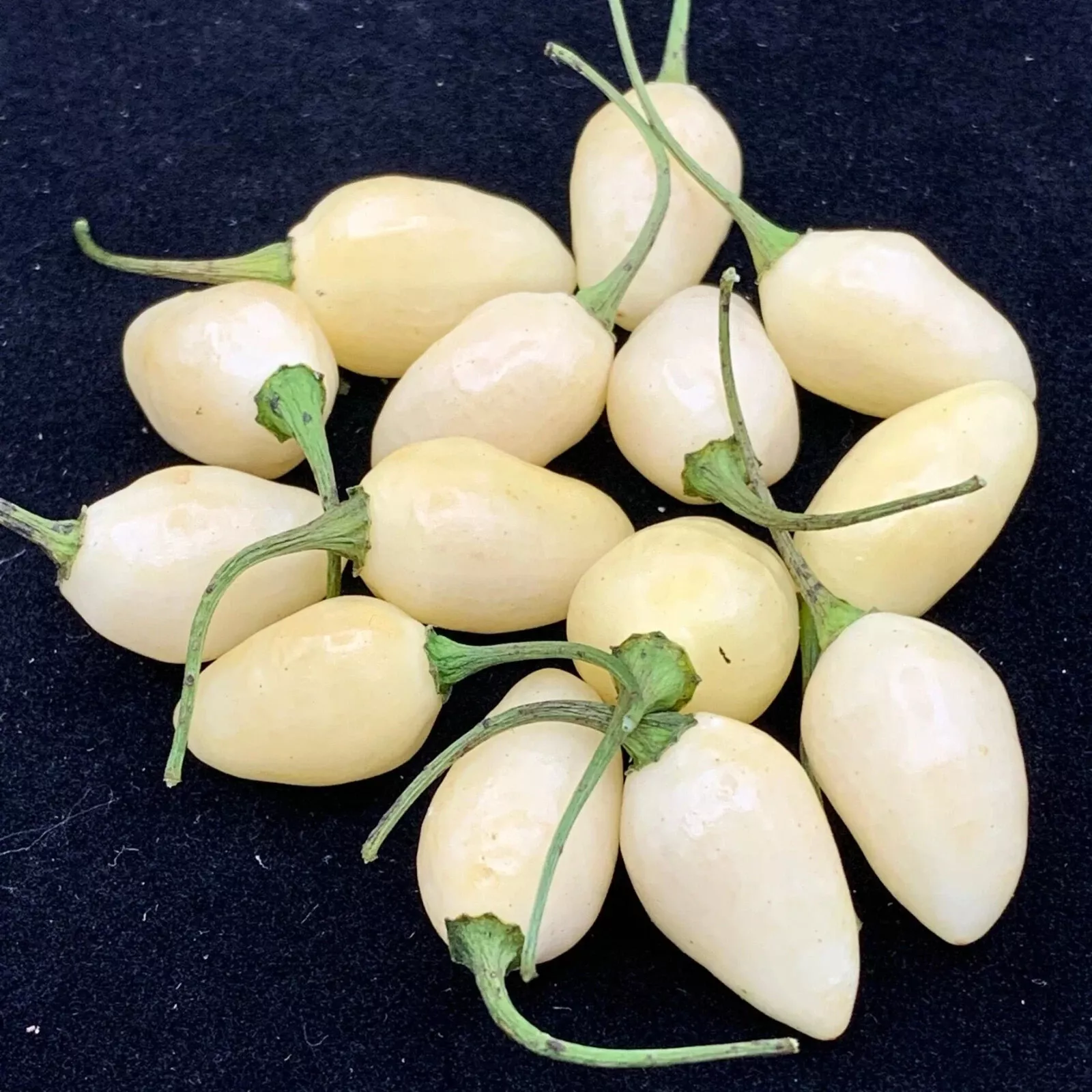 25 Seeds Yucatan White Habanero Pepper Vegetables Edible Gardening Fresh USA Sel - $12.50