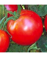 Bradley Tomato Seeds Tomato Seeds Vegetable Seeds - $4.38