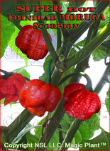 Moruga Scorpion Chili Pepper Dry Whole Pods SUPPER HOT - High Quality (6 sizes) - £12.57 GBP+