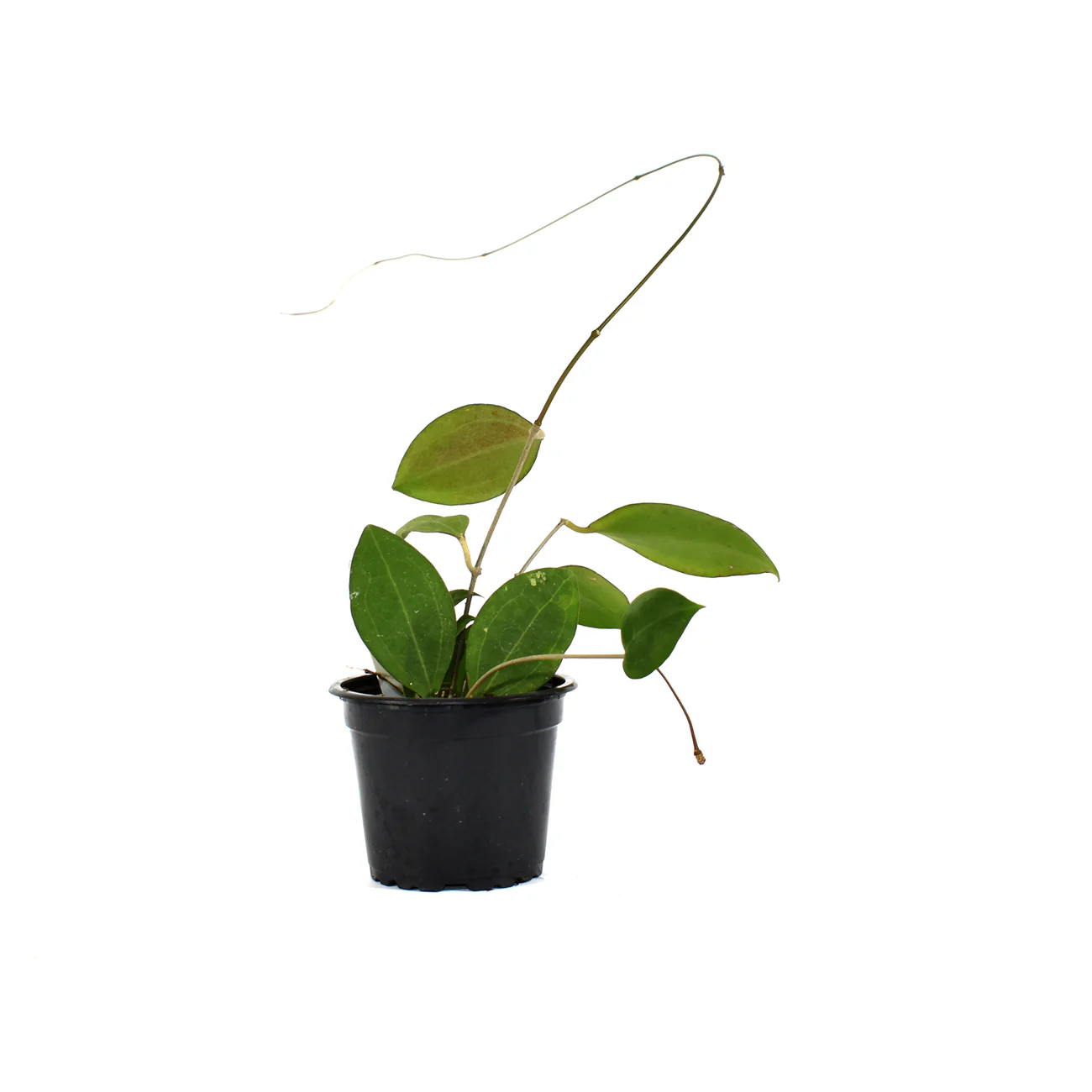 SYST Hoya Paulshirleyi 3.5 inch Fast Shipping  - £74.68 GBP