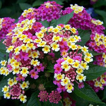 100 Seeds Lot Lantana Camara Flower Seeds Garden Beautiful - $6.22