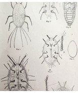 Cottony Cushion Scale Insect Drawings Victorian 1887 Art Print Entomolog... - $474.98 MXN