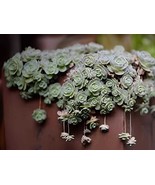 200 Seeds New Bonsai Green Orostachys Boehmeri Flower Pots Planters Succ... - €12,98 EUR